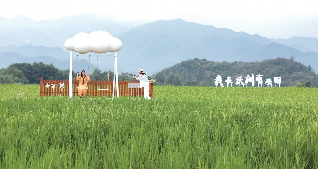 鄉村稻田 景美如畫